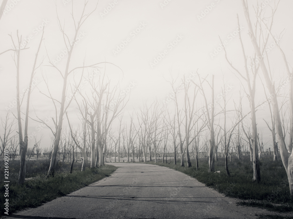 Obraz premium Fog