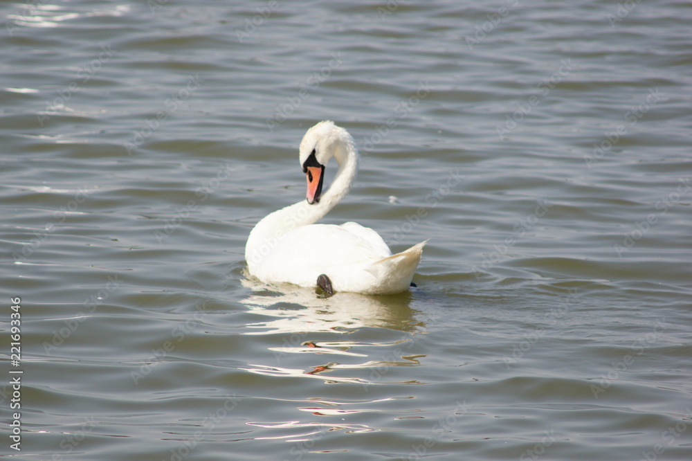 Obraz premium Swan in water