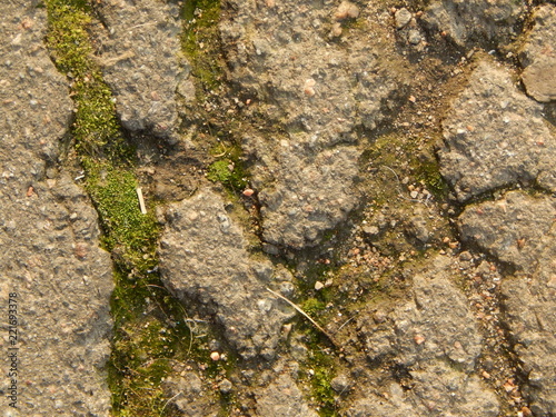 Old cracked asphalt, in the crevices of sand and moss