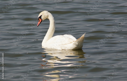 Swan in water