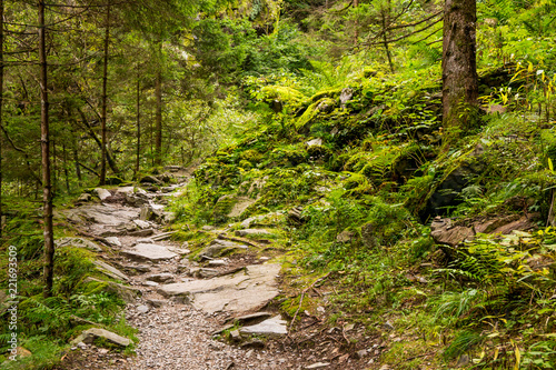 A rocky path in the Raggaschlucht in Carinthia (Austria)
