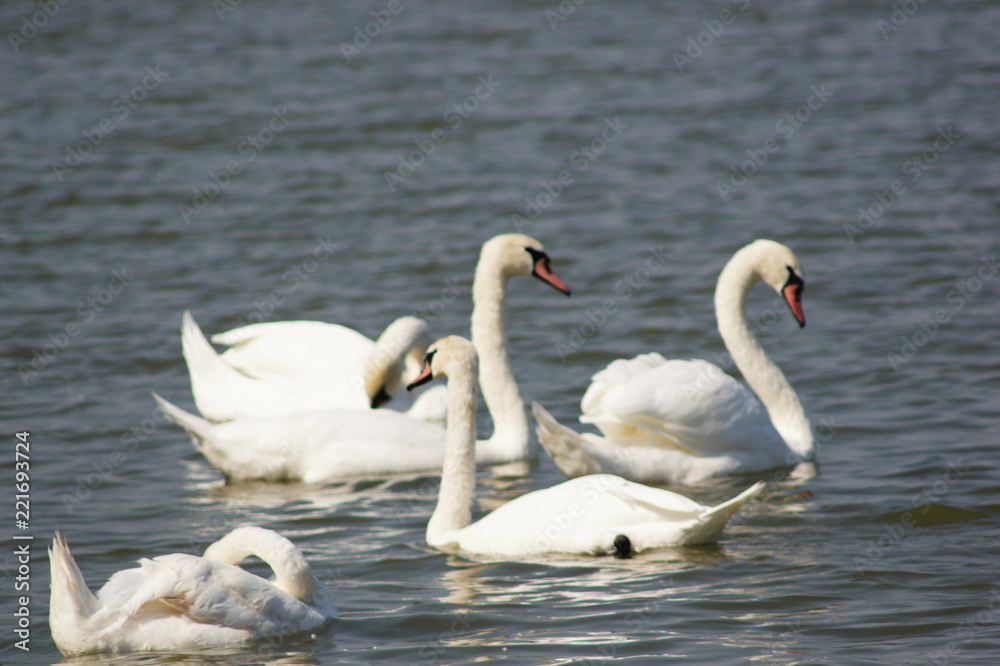 Fototapeta premium Swan in water