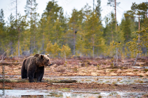 Brown bear in the taiga, matte style