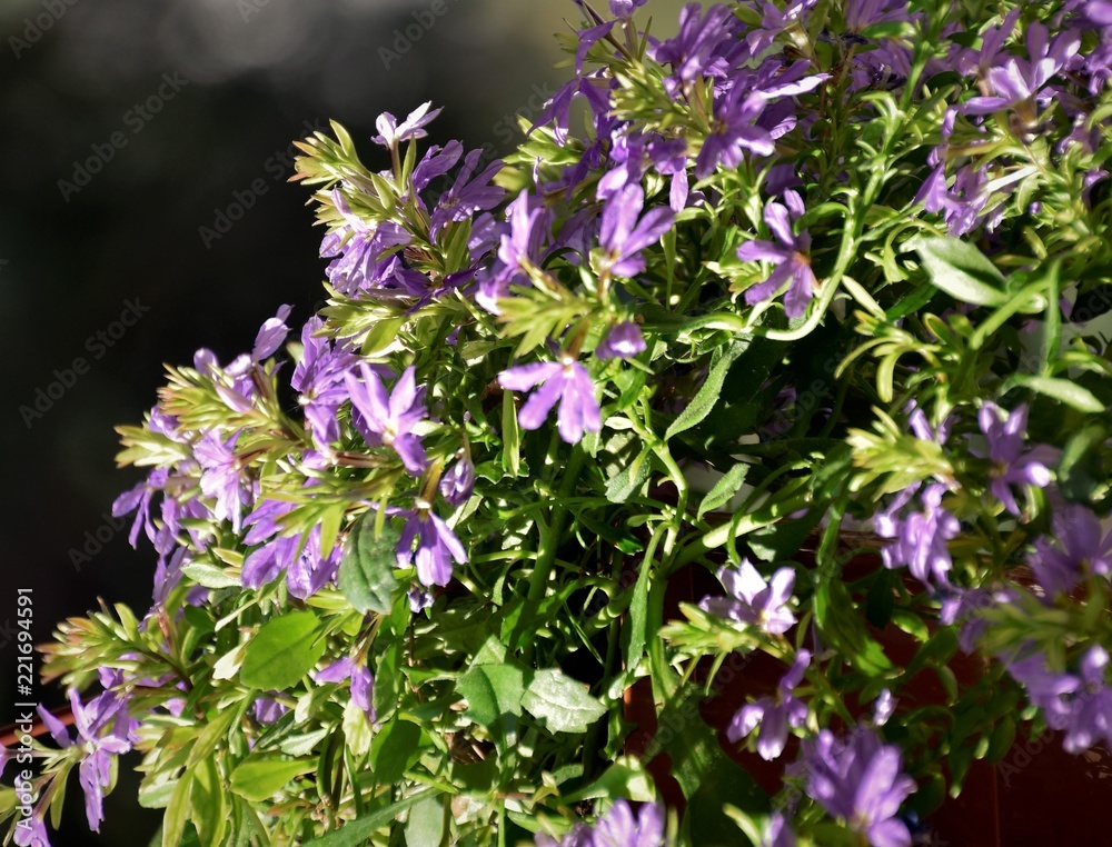 Obraz premium fleurs