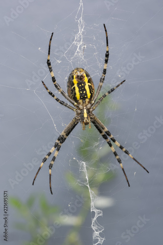 araignée épeire frelon © Casseb