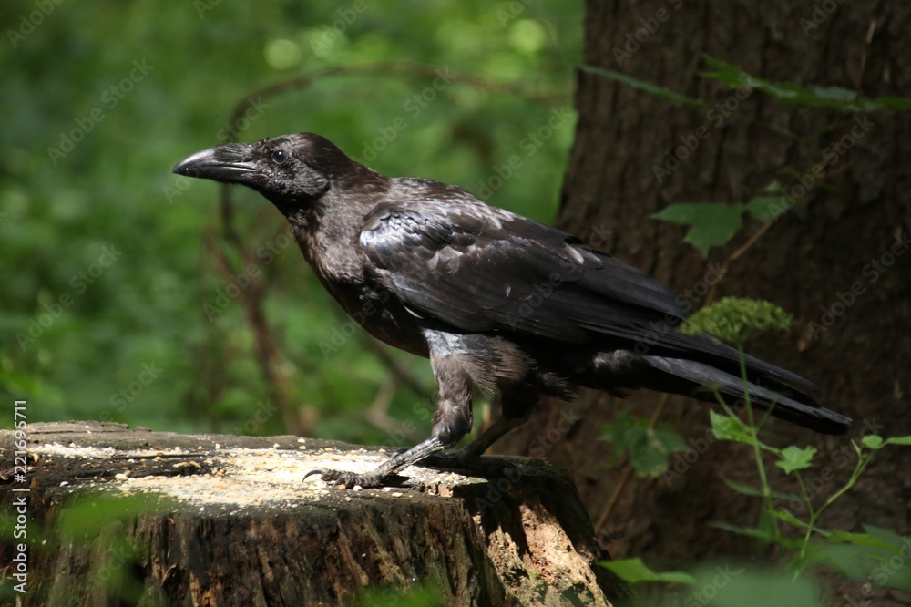 Obraz premium Big black crow in a forest on a green background on a sunny day