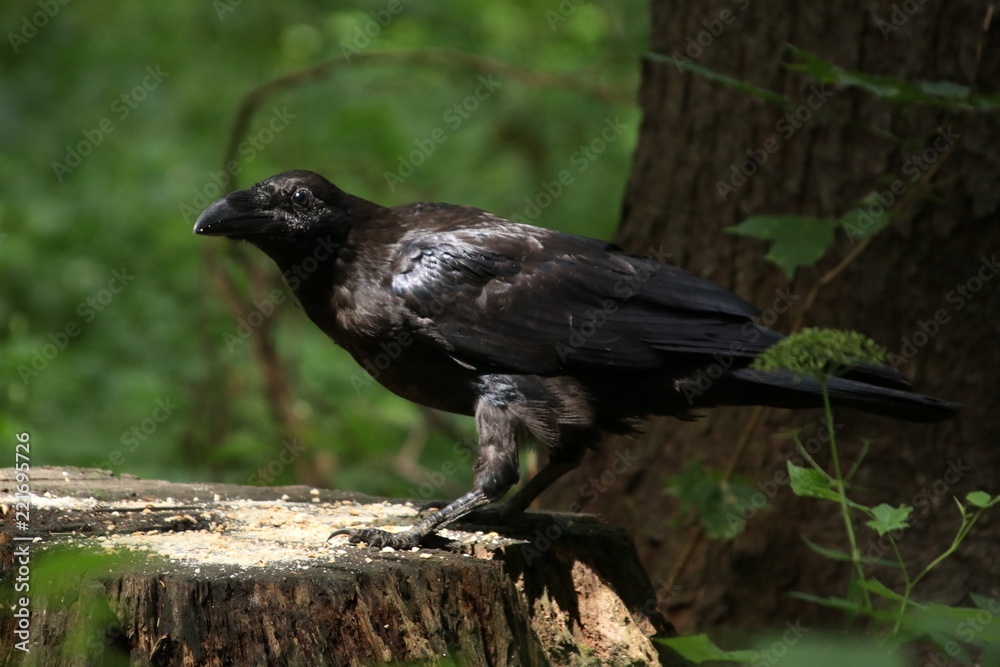 Fototapeta premium Big black crow in a forest on a green background on a sunny day