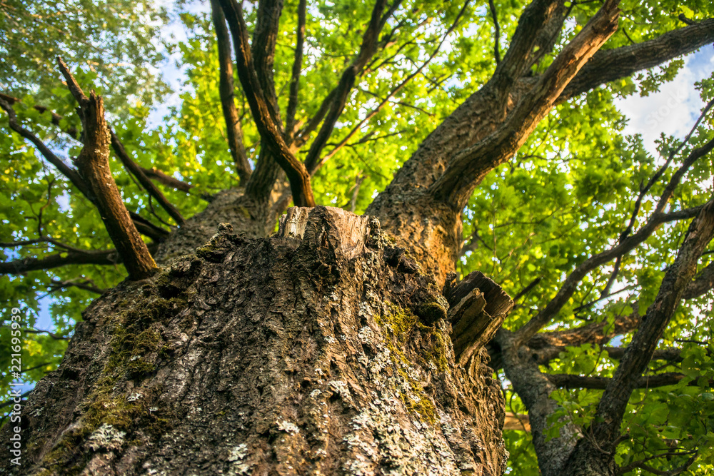 Fragment of the huge trunk and lush crown of a relic oak tree under the golden sunbeams. Fragment of the huge trunk and lush crown of a relic oak tree under the golden sunbeams.