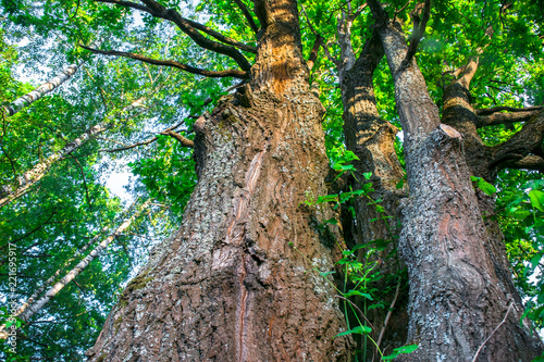Fragment of the huge trunk and lush crown of a relic oak tree under the golden sunbeams.