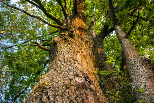 Fragment of the huge trunk and lush crown of a relic oak tree under the golden sunbeams.