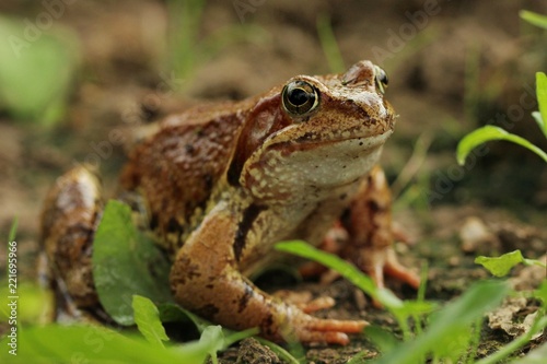 A yellow-brown frog sits on the ground amid the grass