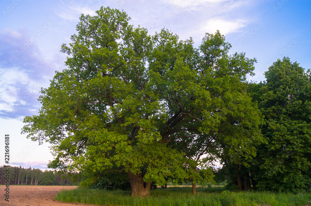 Tranquil beauty of a summer countryside. An old branched oak tree with deep hollow in its trunk and lush crown under the golden evening sunbeams.