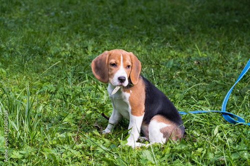 A smart beagle puppy on a walk in the city Park. Tricolor Beagle puppy is watching a peaceful summer landscape.