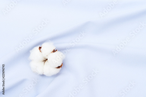 Raw cotton bud on cotton blue soft textured background