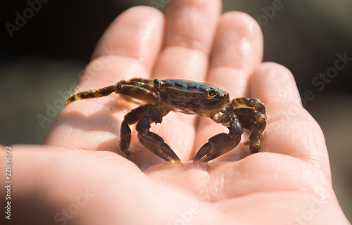 Crimean crab