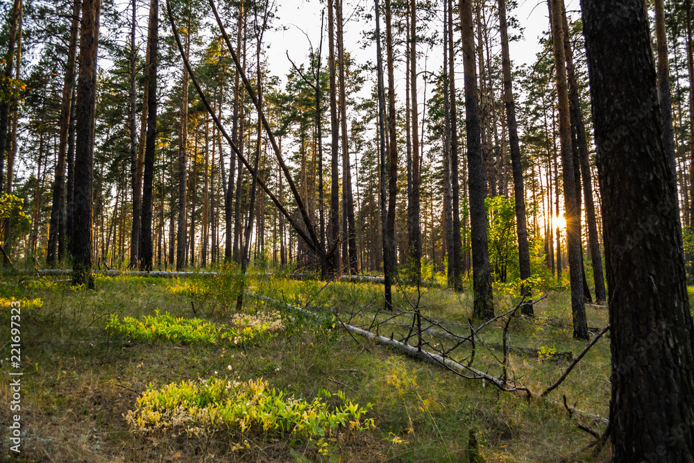 Obraz premium Scenic yellow sunset in pine autumn forest