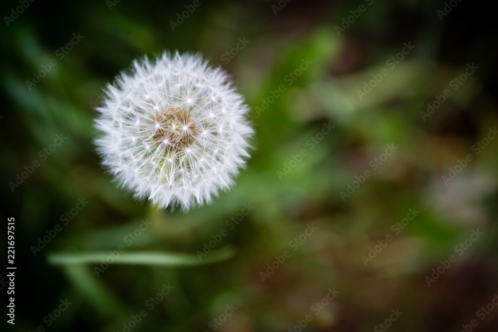 Dandelion Dandelion