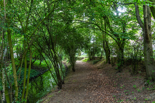 path in the forest