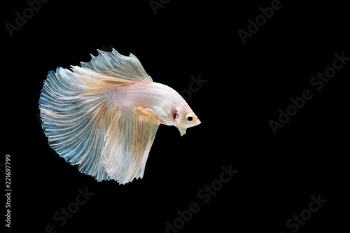 The Siamese fighting fish, commonly known as the betta,plakat, is a popular fish in the aquarium trade. Bettas are a member of the gourami family and are known to be highly territorial. © Thongtawat