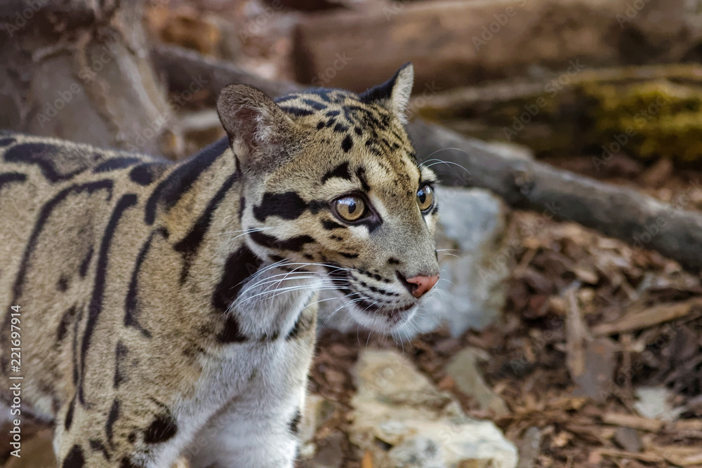 Obraz premium Panthère nébuleuse en gros plan