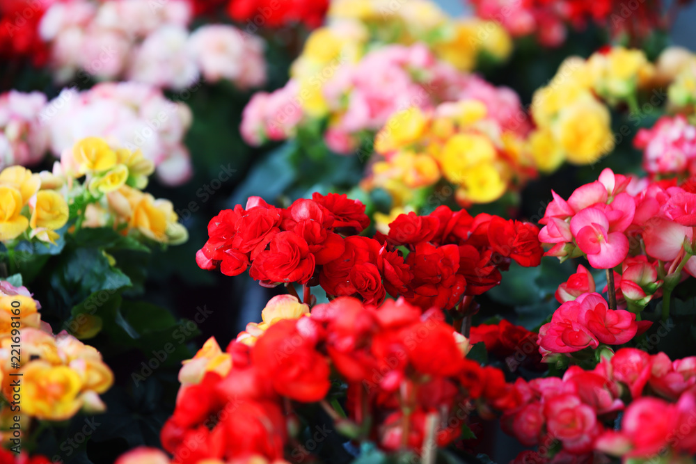 close up texture colorful gardening begonia flower close up texture colorful gardening begonia flower
