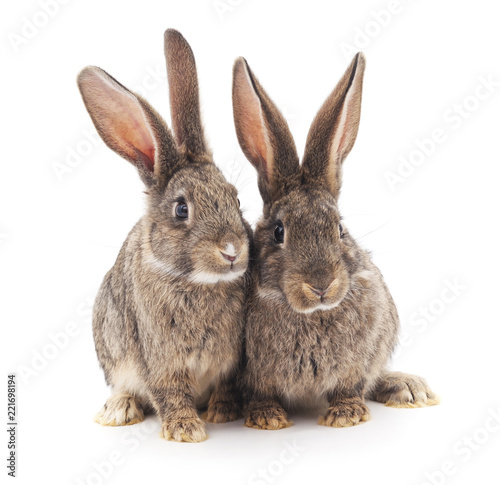 Two gray rabbits.