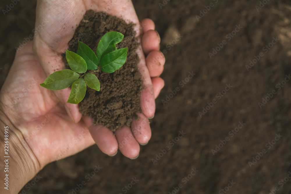 Human hands holding green small plant life concept. Ecology concept. Human hands holding green small plant life concept. Ecology concept.