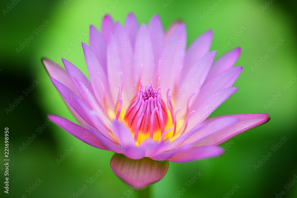 close up of beautiful lotus flower background