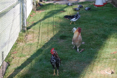 GALLOS