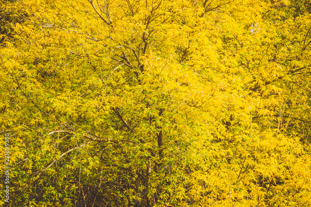 Dense twigs with yellow leaves - autumn background Dense twigs with yellow leaves - autumn background