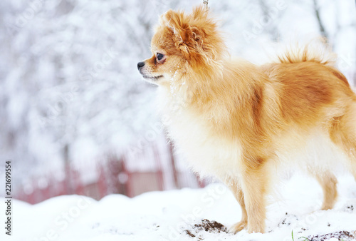 Beautiful pomeranian puppy is standing in a white snow. Pet animals. © cameravit