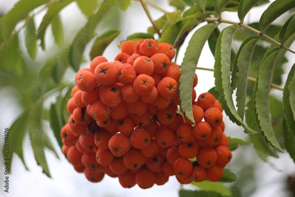 Fruits of mountain ash on a branch in autumn. A branch of a ripe rowan close-up