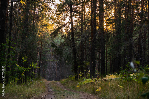 gravel pathway in autumn pine forest during sunset © VarnakovR