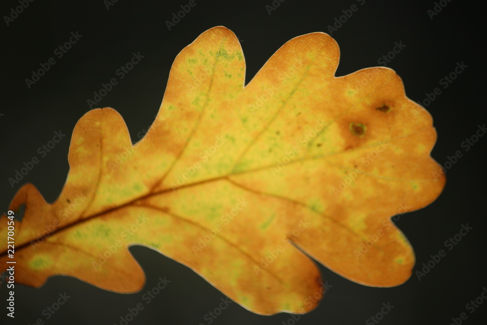 Obraz premium blurred autumn leaf on a black background
