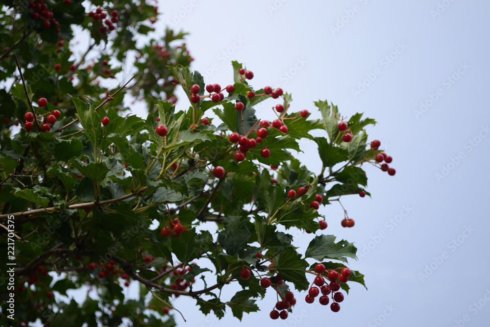 The is a viburnum against the blue sky The is a viburnum against the blue sky