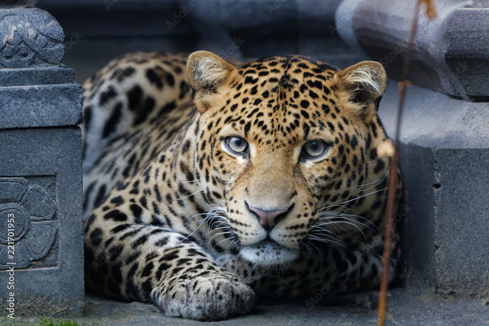 Obraz premium Panthère de Java en gros plan fixe l'objectif