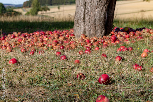Red windfall apples beside a tree stem in orchard