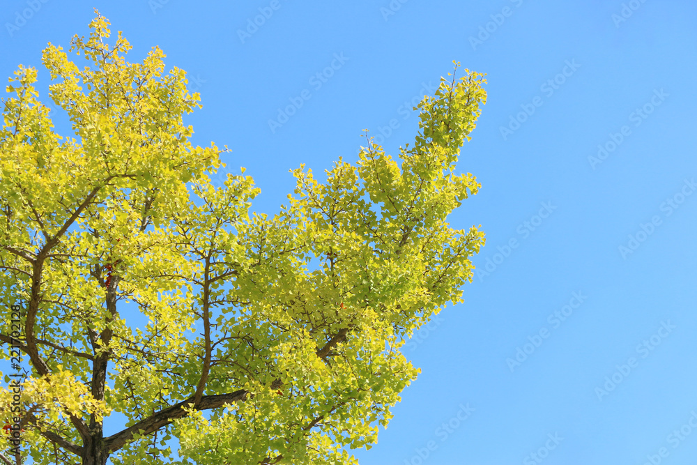 yellow leaves ginkgo tree with blue sky as background. yellow leaves ginkgo tree with blue sky as background.