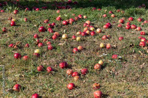 Several windfall apples lying on the ground in grass in autumn