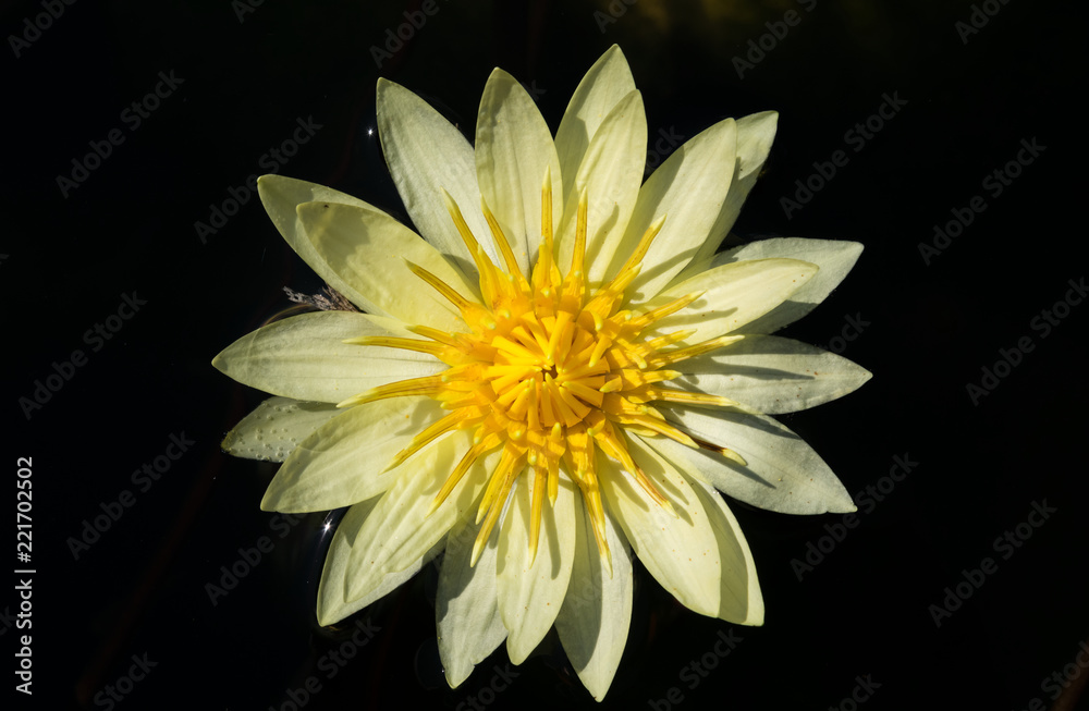 White lotus on water surface. White lotus on water surface.