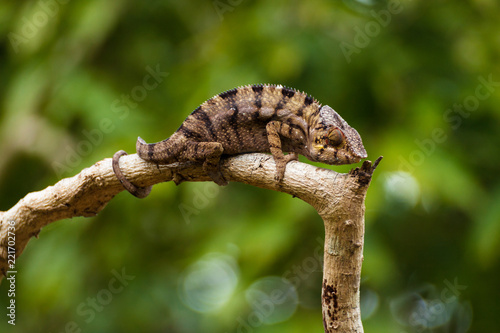 caméléon sur sa branche