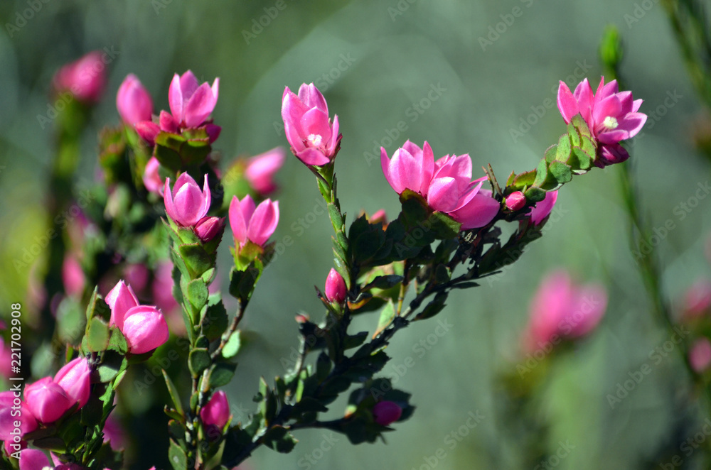 Deep pink flowers of the Australian Native Rose, Boronia serrulata, family Rutaceae, Royal National Park, Sydney, NSW, Australia Deep pink flowers of the Australian Native Rose, Boronia serrulata, family Rutaceae, Royal National Park, Sydney, NSW, Australia