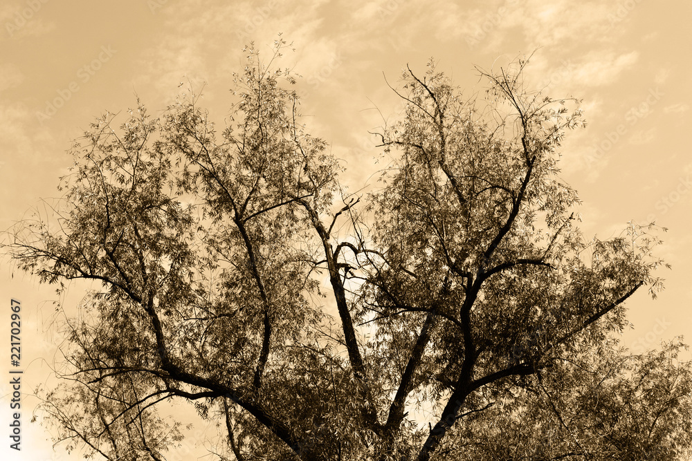 Golden leaves on the branches of the tree. Yellow autumn leaves in the rays of the setting sun. Warm photophone. Golden leaves on the branches of the tree. Yellow autumn leaves in the rays of the setting sun. Warm photophone.