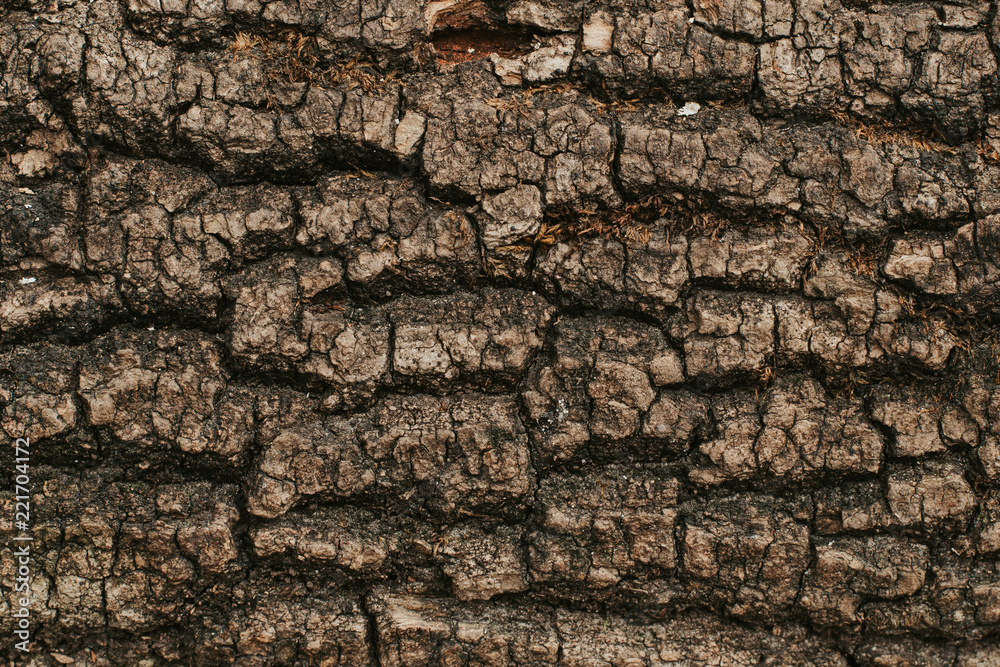 texture of the trees in the forest texture of the trees in the forest
