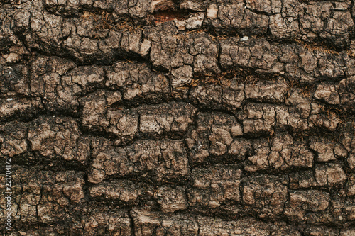 texture of the trees in the forest