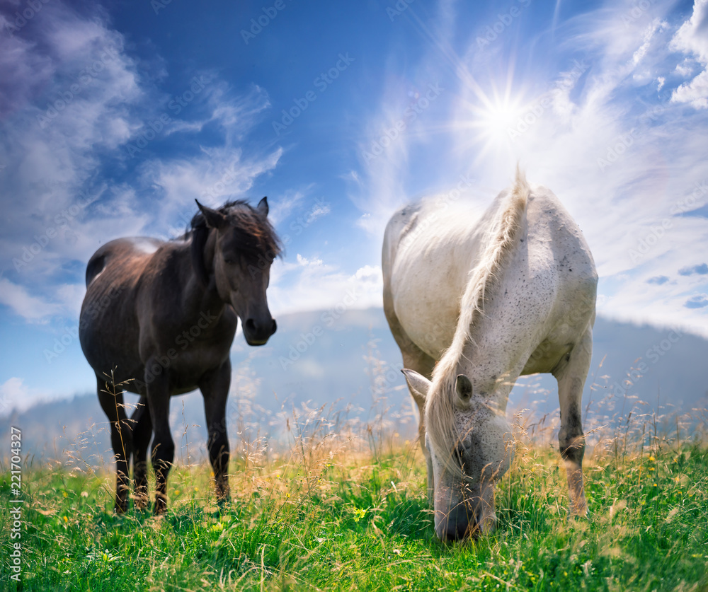 White and brown horses on a mountain pasture White and brown horses on a mountain pasture