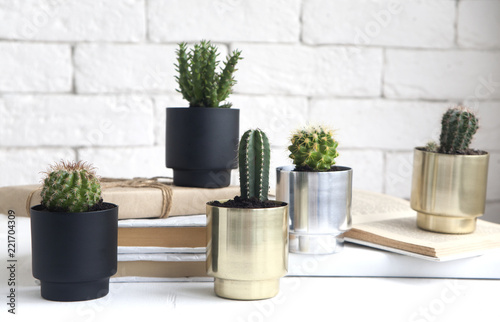 house cactus plants in beautiful metal pots. an idea for decorating a room