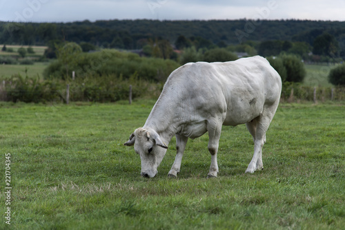 Dutch cow in farmland