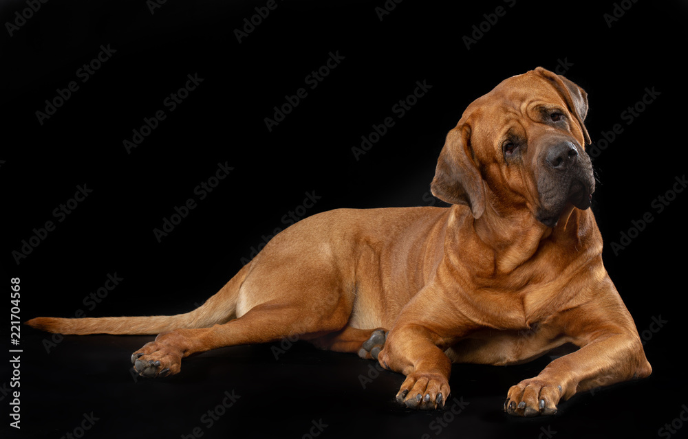 Fototapeta Tosa-inu Dog  Isolated  on Black Background in studio
