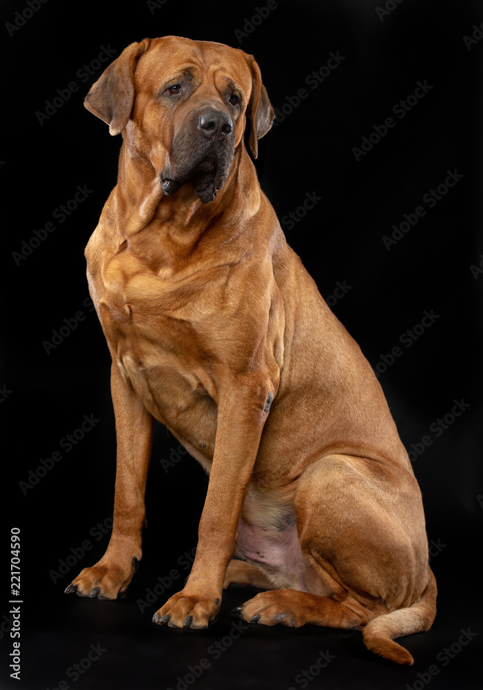 reagere Flagermus tage ned Tosa-inu Dog Isolated on Black Background in studio Stock-foto | Adobe Stock